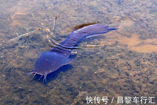 鱼王?东莞石马河“巨型胡子鲶”被钓起,钓友:再大,也不敢吃