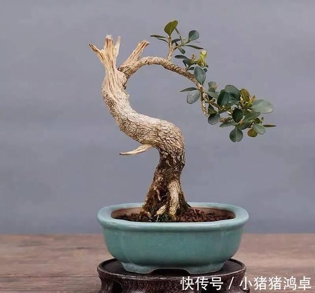 银杏树|聪明人爱养这八种“守家树”,护宅吉祥保平安,养好了都是传家宝