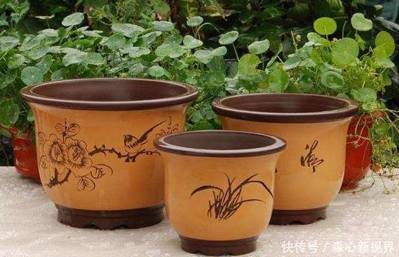 养花挑盆很关键摸清6种材质的优劣,轻松选好花草的''新家''