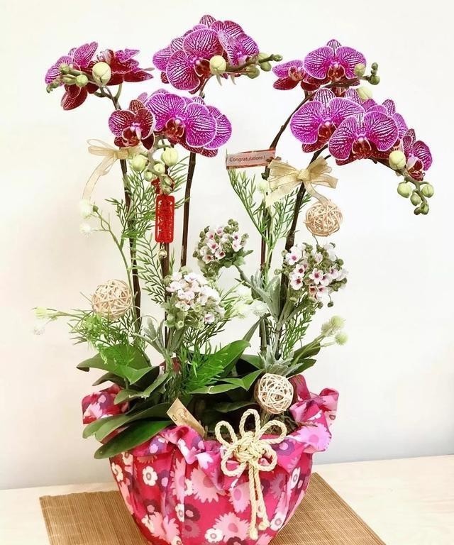 开花|蝴蝶兰难养不开花?教你我常用的4个“小窍门”,让它嗖嗖冒花苞