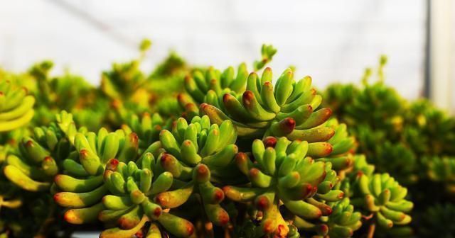 栽种|多肉的上盆方法以及初期养护中这几个小细节要清楚