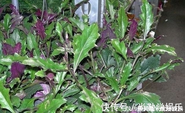 農村|農村這種“千年老鼠屎”，一斤百元價值很高，如果看到請帶回家！