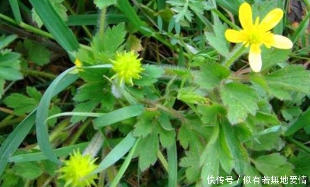 清道夫|农村这种草很常见,被人们称为“人体的清道夫”,遇见记得采摘