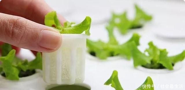 外国人发明的“室内小菜园”,一年四季长爆盆,太神奇了……!