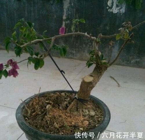 只要狠心 没有改造不了的三角梅盆景 看到效果图后太喜欢 快资讯 只要狠心 没有改造不了的三角梅盆景 看到效果图后太喜欢 快资讯