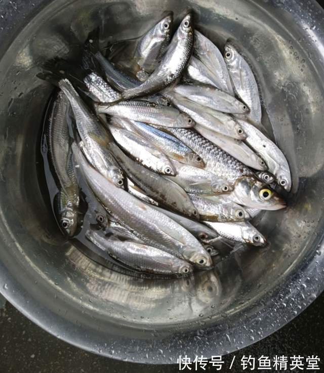 袖钩|冬天的白条比夏天还多,掌握方法,想吃多少钓多少