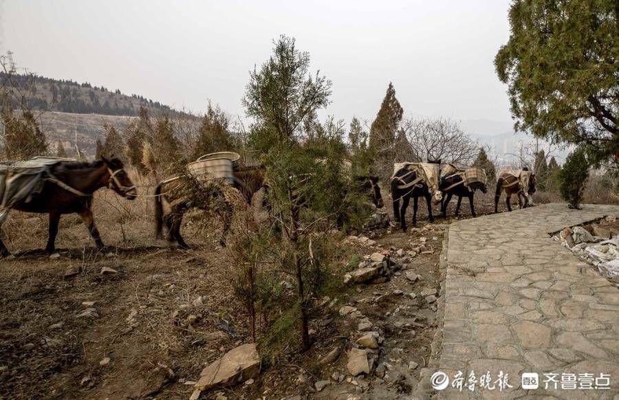 齐鲁壹点|山间铃响马帮来！情报员景区游玩偶遇骡马运沙，这场景你见过吗？