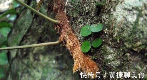骨损失|农村长在岩石上的“飞天鼠”，号称“骨碎补”，接骨续筋棒棒的