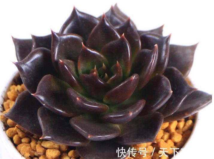花盆|秋天养一盆多肉黑王子,机制状态下霸气侧漏,谁见了都夸大气