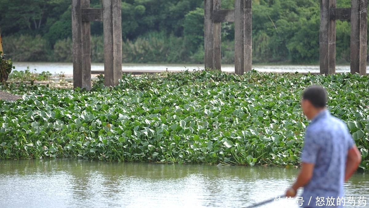 钓位|虽然水草处钓鱼效果不错,但忽视这5点,同样等于“”瞎胡跑”