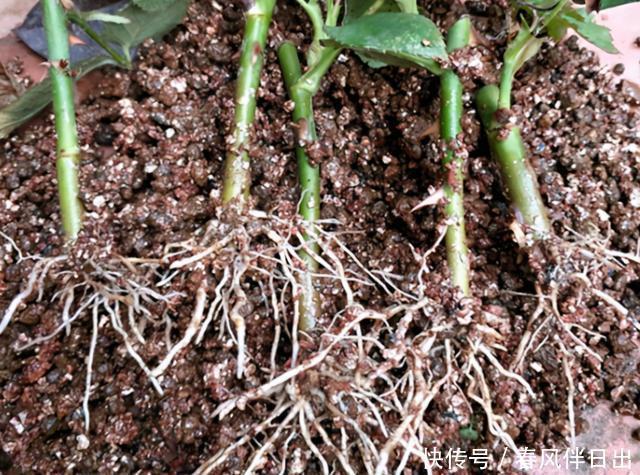 春天不会扦插?搞明白这5点,插一根枝条,就能获得一盆漂亮的花