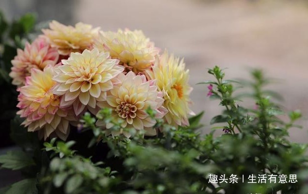 花界的“开花机器”,花朵硕大绚丽如“女神”,实惠好养似路人!