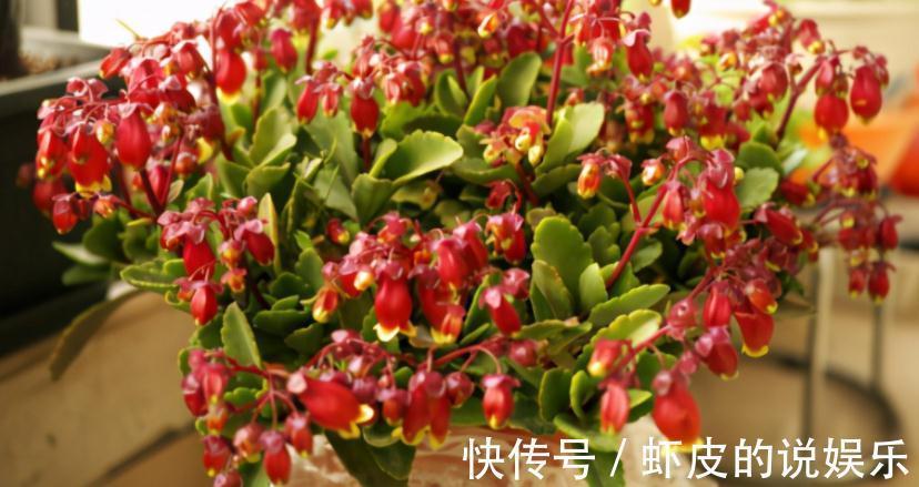 养年宵花宫灯长寿花,盆栽打理好这些,过年开花特“热闹”