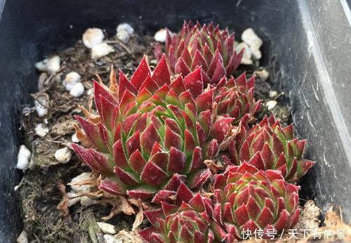 此款多肉,一个莲座只开一次花,开完就枯萎,长出新莲座!