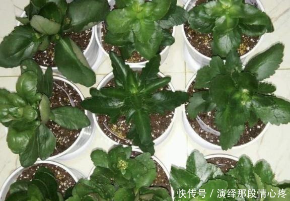 花卉|在家扦插花卉别忘记此4种,难度系数为零,动手插一个活一个!