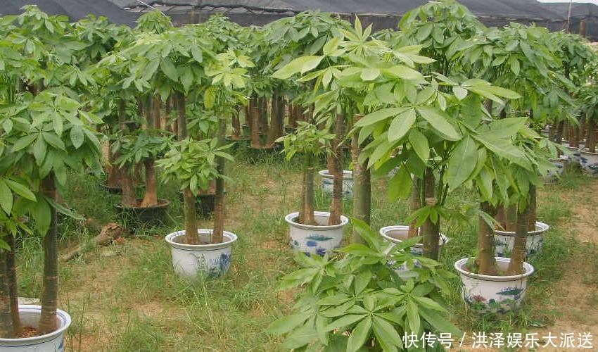 扦插|枝繁叶茂财运旺的发财树,适合家庭盆栽,该怎么养护呢