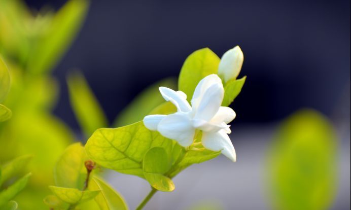 幸福的味道|未来一周,吉兆频现,事业有成,运势重新洗牌,非富即贵的3星座