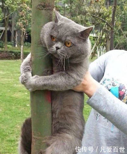 |搞笑动图:看我一动一动的猫耳朵,帅不!