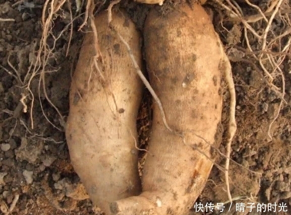 水果|这种长得像“红薯”的植物,原产于南美洲,可以被当做水果食用