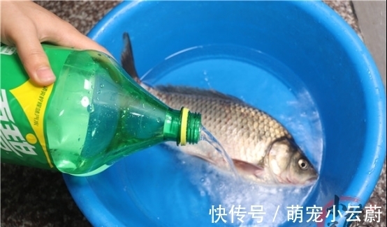 大姐将一大瓶雪碧倒进鱼桶中，不到1分钟，鲫鱼的反应真是绝了！