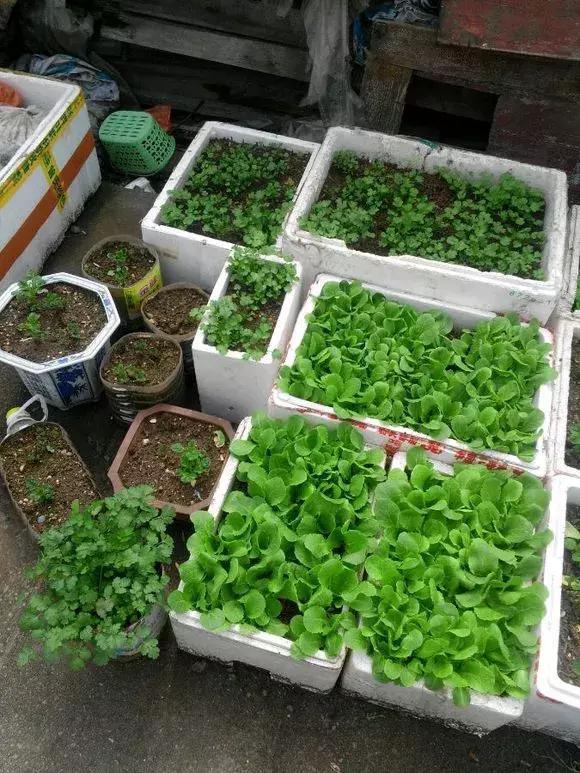 煤渣|什么腐叶土、营养土,比不上“一窝煤”,养花不烂根,易爆盆!