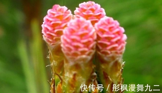 暖阳&你知道这是什么花吗?其实,你家山上就有,只是没有在意