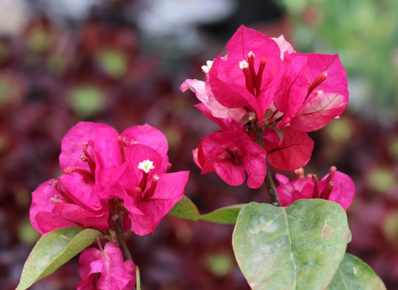 小叶紫|三角梅开过一次就不再开花适当对它“狠一点”,才能快速冒花苞