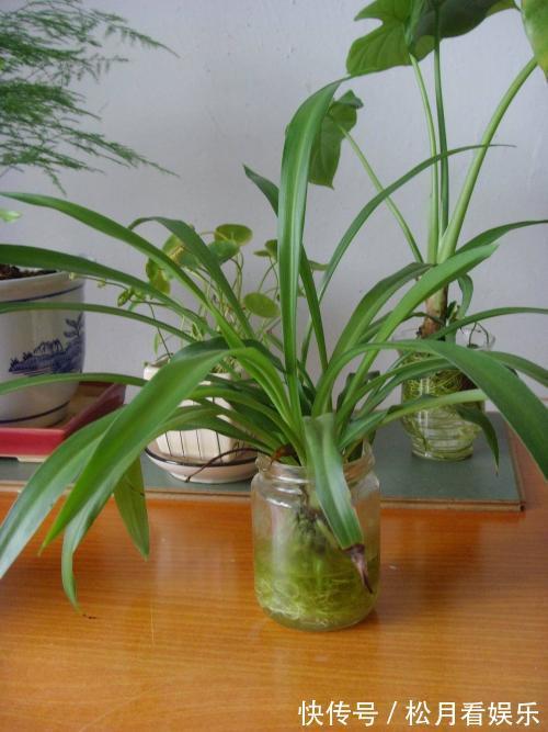家里吊兰干尖黄叶,用这4招来改善,砰砰返青油亮亮