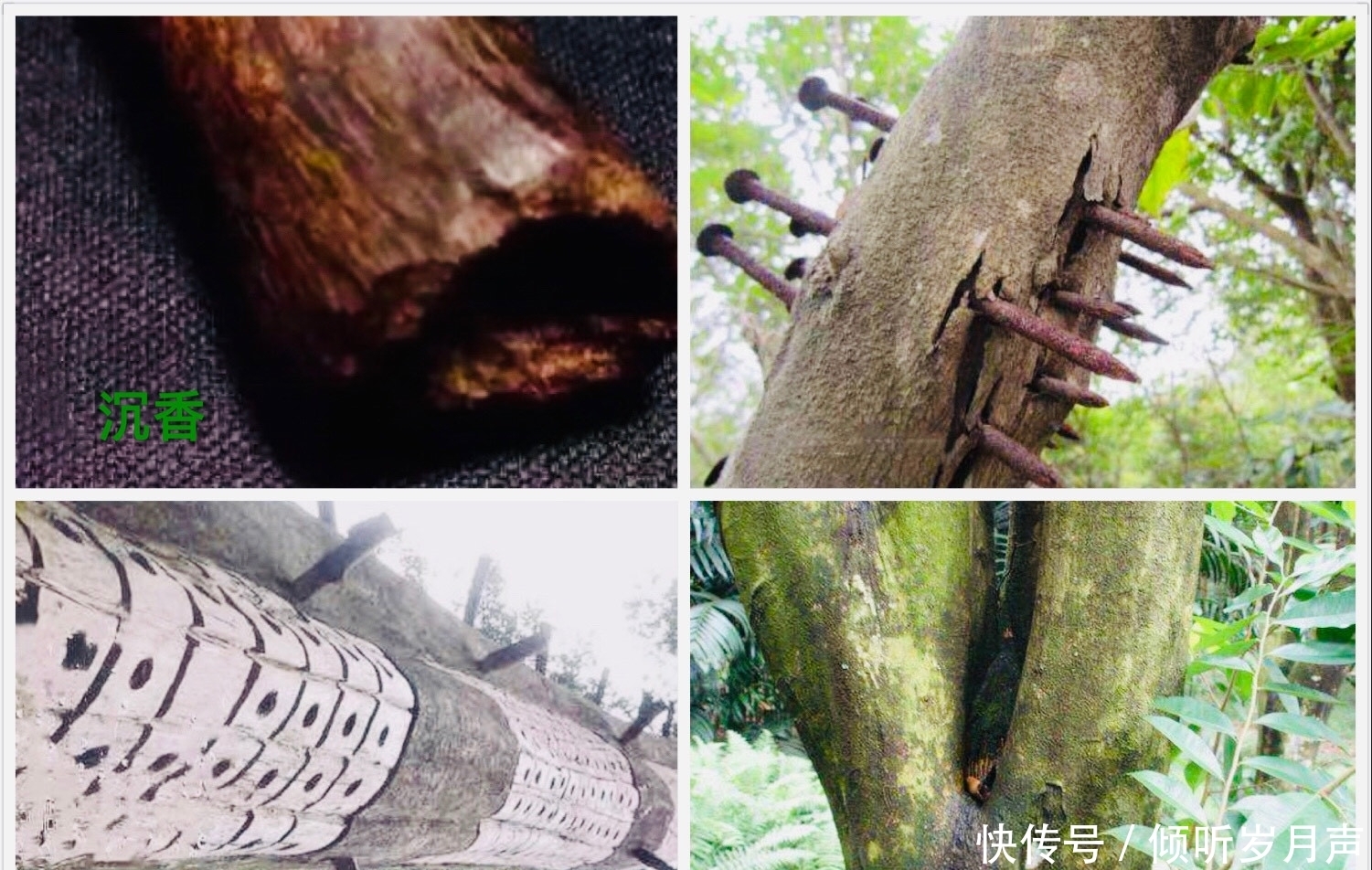 世上这些“奇香异味”的名贵木种,您能认出几个?