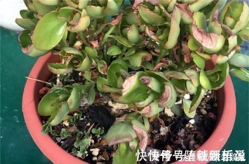 长寿花|养这三种花，盆越小，开的花越多，放大盆还容易死