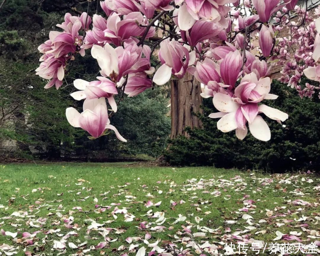 16种特长寿的植物，养十年以上，那都算年轻