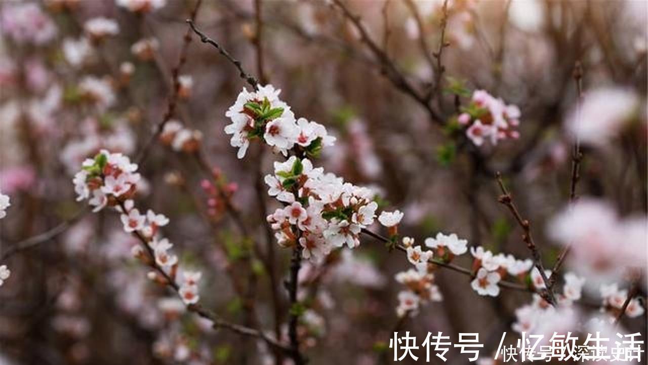 蜜蜂|一首很唯美的宋诗，也是达到了诗中有画，画中有诗的境界！