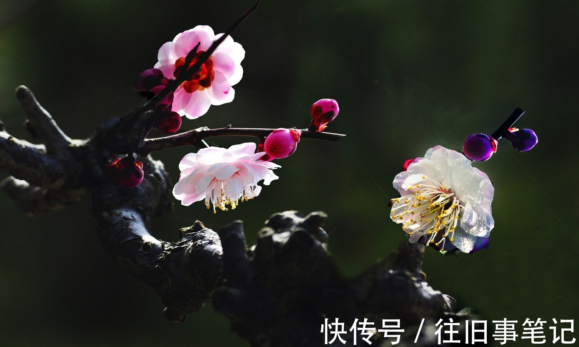 钗头凤!原创对联·二十副丨樵歌隐约飘田径,莲女翩跹舞舸头