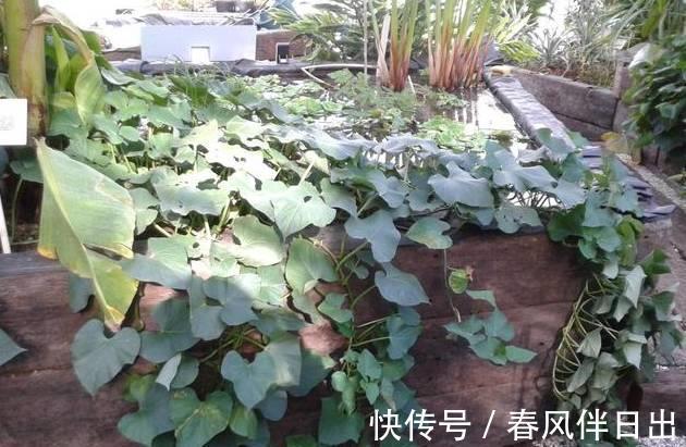 红薯叶|在阳台种上6种蔬菜,一年能省几百块菜钱,你了解嘛