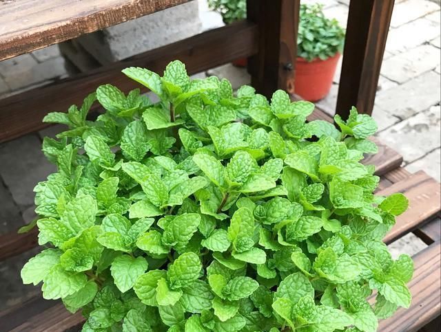 有害物质|这“2种花”二手烟最怕,客厅摆1盆,空气新鲜,身体棒