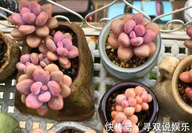 9月开始,养桃蛋“牢记”2个字,半年养的“胖嘟嘟”,萌化了