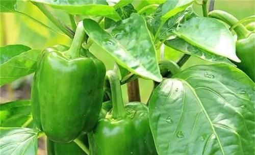  女性不想大肚子鼓鼓，不妨多吃以下食物，清肠排毒，润肠通便！