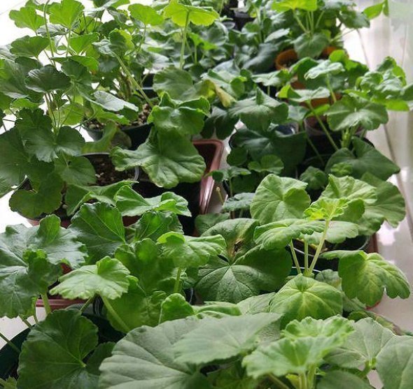 阳台上|养老天竺葵，记住一个“九球队”，将阳台和解2年，邻居都很垂涎欲滴