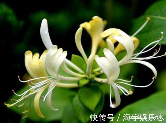 乐开花|阳台上种点“金条”好不教你几招,年年爆发,乐开花!