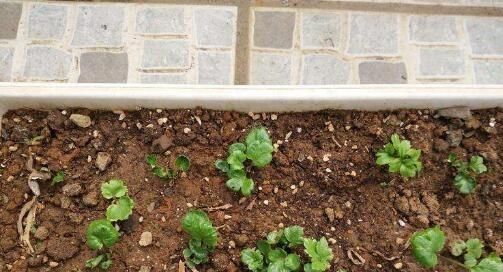 芹菜|阳台养一盆这个花,叶子像芹菜,开花像玫瑰,种一次,年年开花