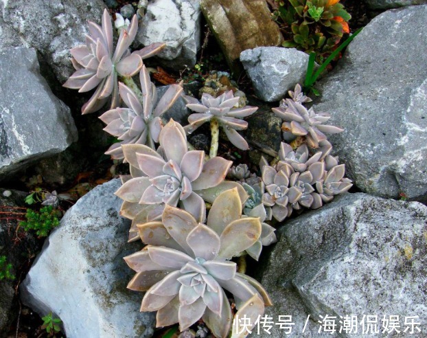 叶片|生命力强大的九种多肉植物，新手入门备的几个品种