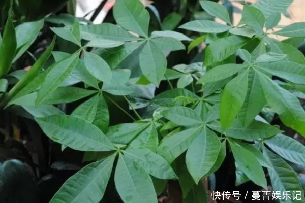 土壤|中国人讲究喜,5种“吉祥花”富贵喜庆,寓意牛年好运滚滚来