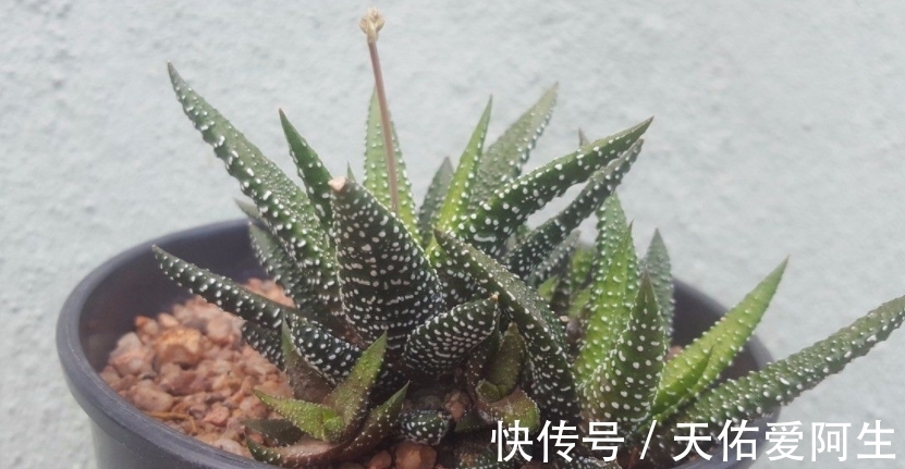 多肉|这5种十二卷属多肉养护简单,盆栽不易黑腐烂根,值得新人入坑