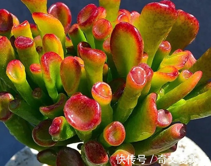 值得养的6种吉祥花,摆在客厅里高端上档次,净化空气杠杠滴