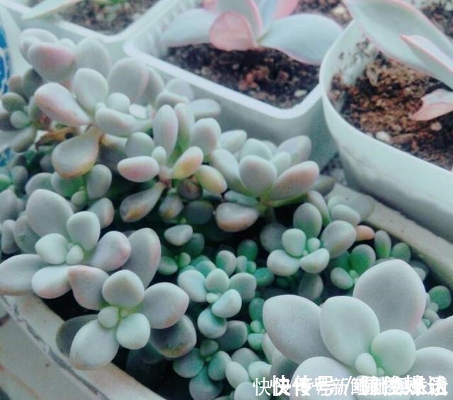 观音莲|养多肉,就养这“6盆”,越长越肥,颜色越来越好看,太美了!