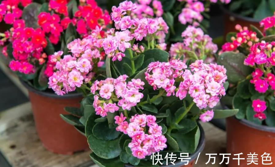 家里一个小东西，秋天用来养长寿花，叶片油亮花开鲜艳，美极了