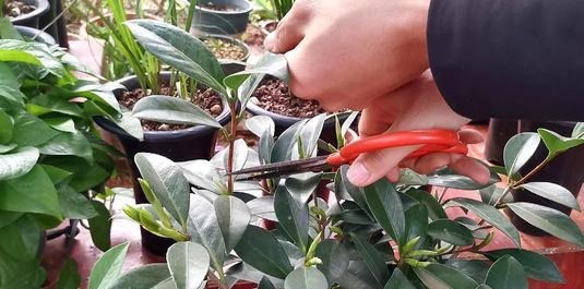 养“茶花盆栽”,“长势”瘦弱不饱满,做好5个方面,枝多花也多