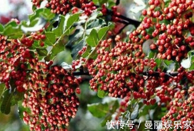 妇科炎症|女人常用此物泡水喝,排毒素,祛湿气,呵养子宫,远离妇科炎症