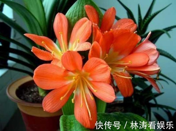 叶片|君子兰不开花学会1招,叶片绿油油,花朵开爆盆,年年开花不断