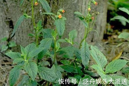 安南菜|农村一种常见野菜,农民总认为它是茼蒿,其实比茼蒿更为营养